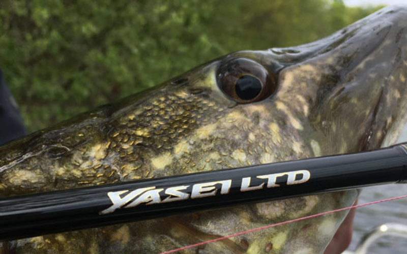 Shimano Yasei LTD – die Serie: alle Modelle im Überblick
