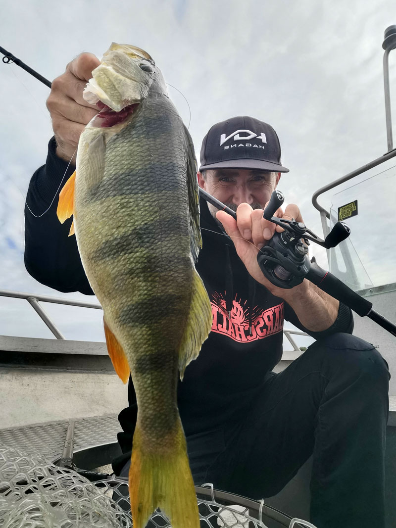 curado mgl perch