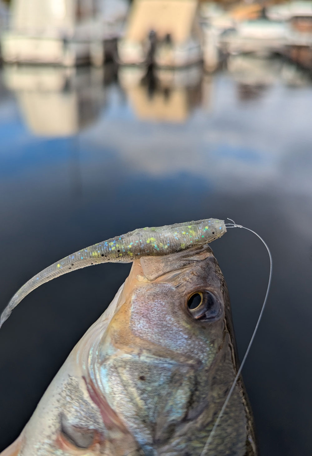 Spine-Rig Barsch am Boot