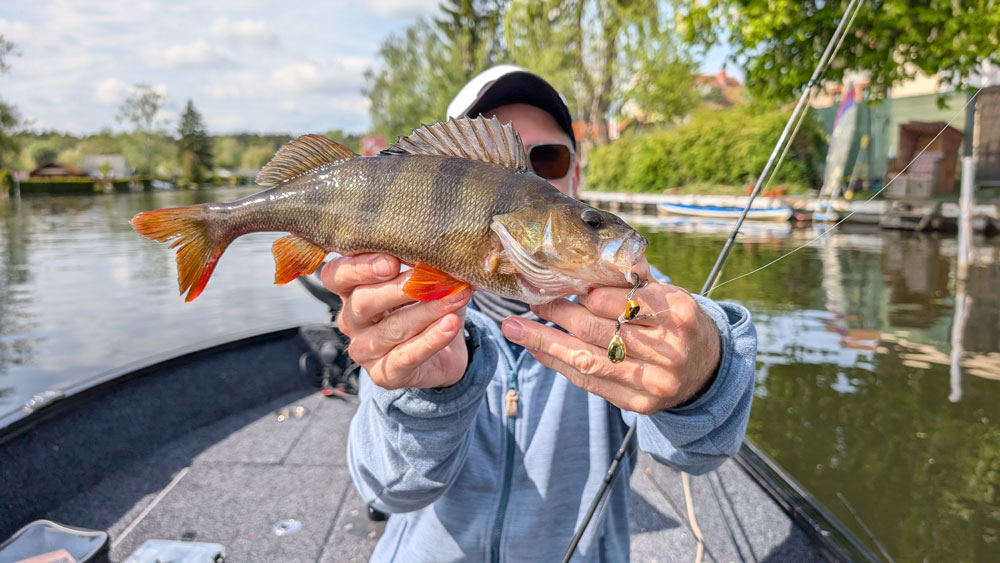 mit mini-jig auf barsch
