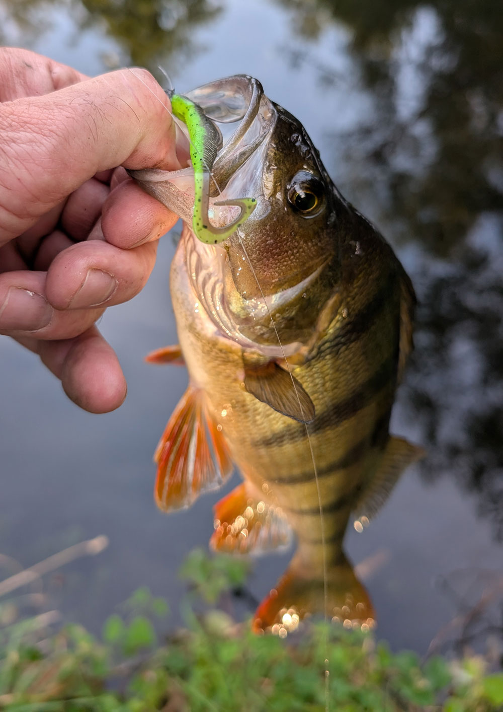 mit mini-jig auf barsch