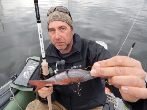 läuft bestechend realistisch: der Storm Live Kickin´Shad in 15 cm