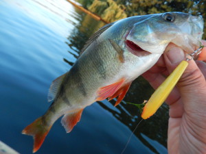 Barsch auf Topwater Stickbait: Lucky Craft Pencil