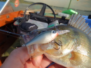 dieser Wobbler sinkt langsam:  der Rapala Ultra Light Shad