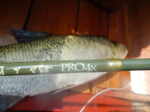 ...und Dank der ebenfalls perfekten G.loomis Pro 4X ist an Bord!