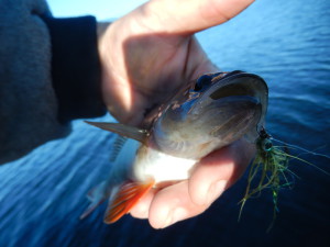 kurioserweise hing dieser Fisch aber nicht am Haken sondern am Einhänger (Mustad-Qiucklink)