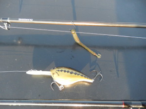 erst Dropshot dann Crankbait!