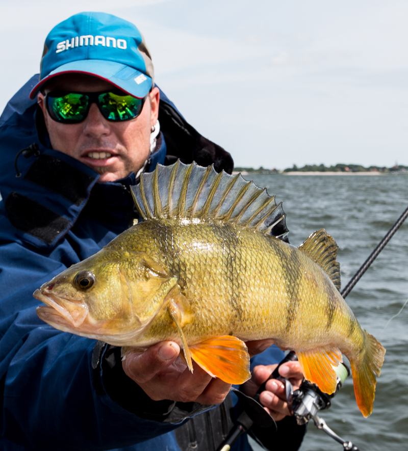 40+ Barsch als erster Fisch mit der neuen Rute.